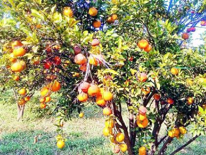 Premature ejaculation of oranges | आंबिया बहरातील संत्र्याच्या तडणीला अवकाळीचा फटका Premature ejaculation of oranges | आंबिया बहरातील संत्र्याच्या तडणीला अवकाळीचा फटका