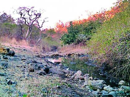 The robber escaped from the clutches of a leopard | -अन् बिबट्याच्या तावडीतून रोही बचावला