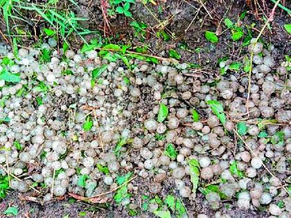 Tivasa, Morshee hailstorm | तिवसा, मोर्शीत गारपीट