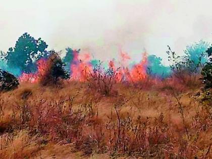 Dry the Pohra forest in winter | पोहरा जंगलाला भर हिवाळ्यात वणवा Dry the Pohra forest in winter | पोहरा जंगलाला भर हिवाळ्यात वणवा