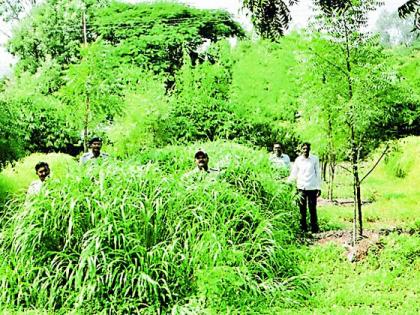 The Oxygen Park has an increase of 20 feet in one year | आॅक्सिजन पार्कमध्ये एका वर्षात २० फूट वृक्षांची वाढ