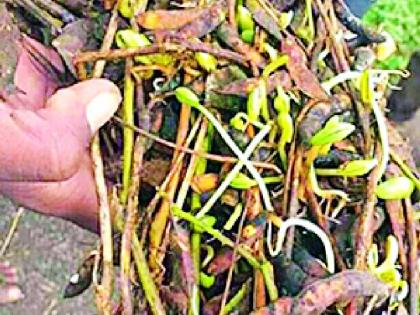 14 thousand farmers filed loss notice application | १४ हजार शेतकऱ्यांचे नुकसान सूचना अर्ज दाखल 14 thousand farmers filed loss notice application | १४ हजार शेतकऱ्यांचे नुकसान सूचना अर्ज दाखल