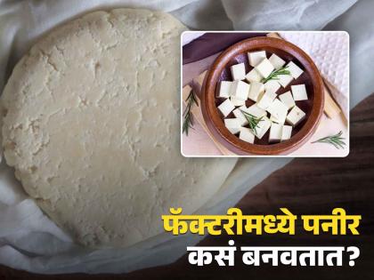 How paneer made in factory inside video of watch now | VIDEO : पनीर फॅक्टरीमध्ये कसं बनवलं जातं? व्हिडीओ बघून व्हाल अवाक्...