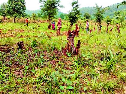 Encroachment in shrimp forest at Jambhali | जांभळी येथे झुडपी जंगलात अतिक्रमण