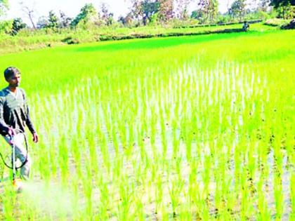 Paddy diseased by adverse weather conditions | प्रतिकूल हवामानाने धानपीक रोगग्रस्त Paddy diseased by adverse weather conditions | प्रतिकूल हवामानाने धानपीक रोगग्रस्त