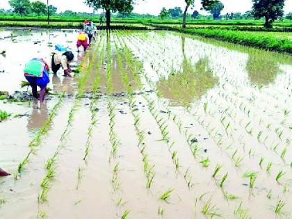 Rice transplantation: 5% | भात रोवणी १६ टक्के