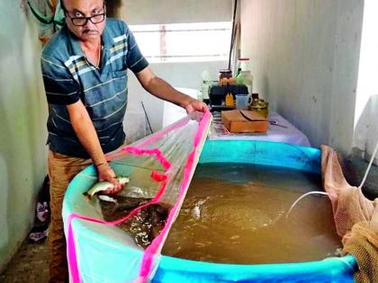 Fisheries experiment with bioflock technique | बायोफ्लॉक तंत्राने मत्स्यपालनाचा प्रयोग Fisheries experiment with bioflock technique | बायोफ्लॉक तंत्राने मत्स्यपालनाचा प्रयोग