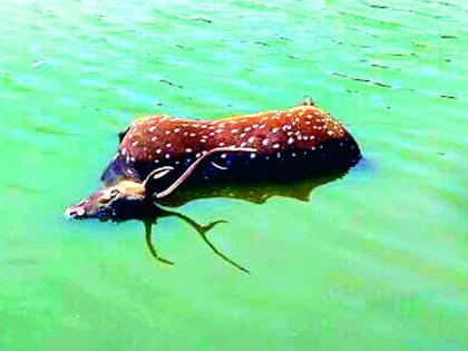 Chital found in the dead | मृतावस्थेत आढळला चितळ