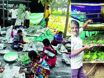 Economic advancement of farmers through coarse production | कोसा उत्पादनातून शेतकºयांची आर्थिक उन्नती