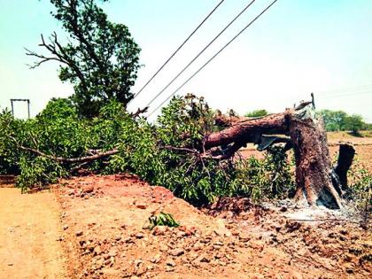 With the windstorm, the rain shook | वादळी वाऱ्यासह पावसाने झोडपले