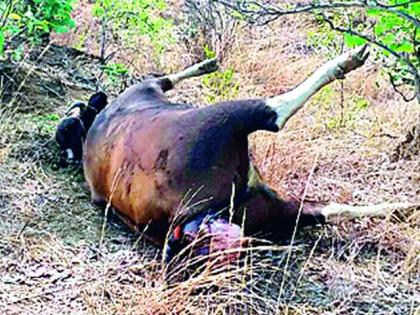 In the case of Rongwei hunting case, the accused can not find the forest department | रानगव्याच्या शिकार प्रकरणातील आरोपी वनविभागाला सापडेना