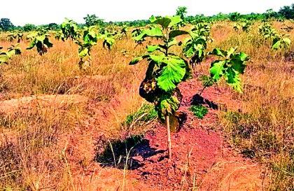 Forest of 17 thousand trees blossomed on rocky ground | खडकाळ जमिनीवर फुलले १७ हजार वृक्षांचे वन Forest of 17 thousand trees blossomed on rocky ground | खडकाळ जमिनीवर फुलले १७ हजार वृक्षांचे वन