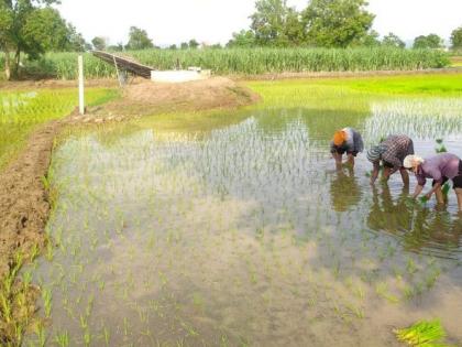 Rain everywhere in Yavatmal district; farmers's mood increased | यवतमाळ जिल्ह्यात सर्वदूर पाऊस; बळीराजाचा हुरूप वाढला