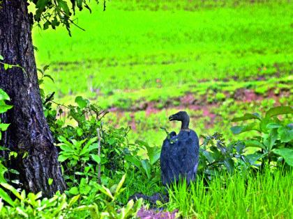 Khoripada: The existence of both species on the hilltop, the use of the 'restaurant' has successfully succeeded the tribal population in the number of vultures | खोरीपाडा : डोंगरमाथ्यावर दोन्ही प्रजातींचे वास्तव्य, ‘रेस्तरां’चा प्रयोग यशस्वी आदिवासींच्या संवर्धनातून गिधाडांची संख्या तीनशेवर