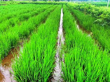 The method of SRT Paddy rotation in Kodeparpara | कोदेपारात एसआरटी धान रोवणीची पद्धत