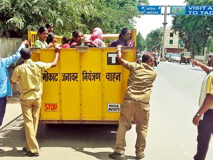 In the vehicles of the animals, | जनावरांच्या वाहनात महिलांना कोंबले