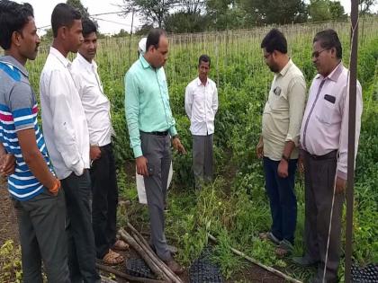  Infestation of unknown disease on tomatoes in Khatavad period | खतवड परीसरात टमाट्यावर अज्ञात रोगाचा प्रादुर्भाव