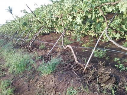 The grape garden storms on the horns in the horns | शिंगवे येथे द्राक्ष बाग वादळाने भुईसपाट