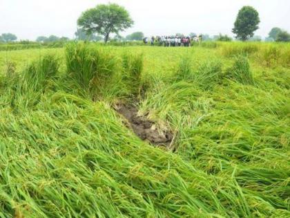 Seven hundred and fifty farmers hit by return rains in Wardha district | वर्धा जिल्ह्यात परतीच्या पावसाचा साडेसातशे शेतकऱ्यांना फटका