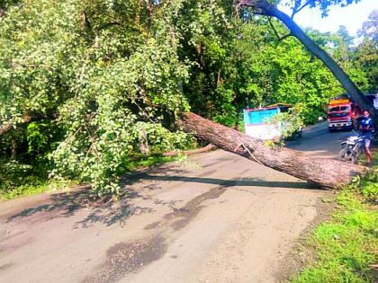 The National Highway blocked by trees | झाडाने अडविला राष्ट्रीय महामार्ग