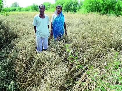 One and a half percent of the grain crops destroyed | दीड एकरातील धान पीक नष्ट