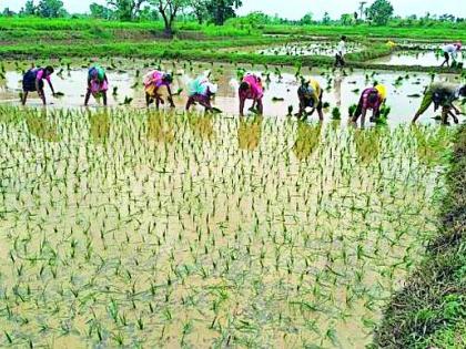 Peak sowing reached 10 percent | पीक पेरणी १० टक्क्यांवर पोहोचली