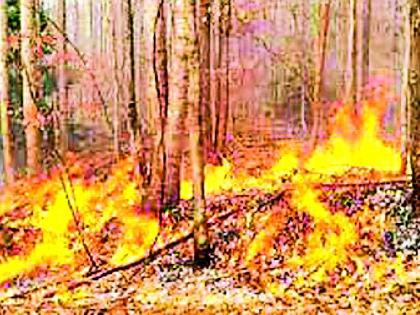 Forest Department ready for the control of forests | वनवणव्यांच्या नियंत्रणासाठी वनविभाग सज्ज