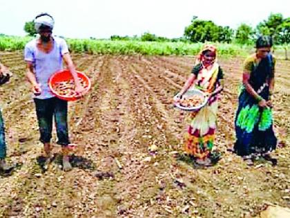 Rabi sowing on 13 thousand hectare | १३ हजार हेक्टरवर रबीची पेरणी