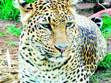 Visitation daily leopard in Somalpur village | सोमलपूर गावात नित्यनेम बिबट्याचे दर्शन