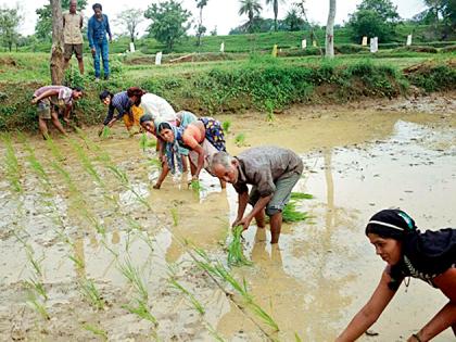 Farmers of the taluka will get benefit of Shri method | तालुक्यातील शेतकºयांना मिळणार श्री पद्धतीचा लाभ