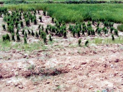 70 thousand hectare farming | ७० हजार हेक्टर शेती पडिक 70 thousand hectare farming | ७० हजार हेक्टर शेती पडिक