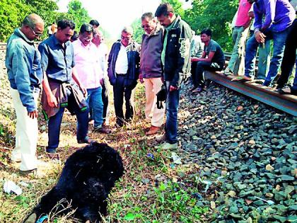 Suspicious death of bear | अस्वलाचा संशयास्पद मृत्यू