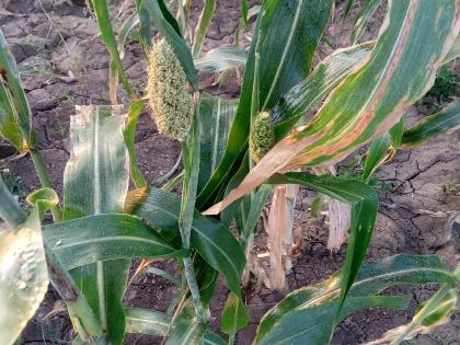  Increased germs of sticky diseases can endanger crops | चिकटा या रोगांचे अतिक्र मण वाढल्याने पिक धोक्यात