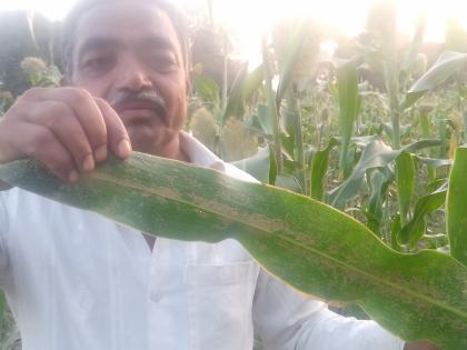  Increased germs of sticky diseases can endanger crops | चिकटा या रोगांचे अतिक्र मण वाढल्याने पिक धोक्यात