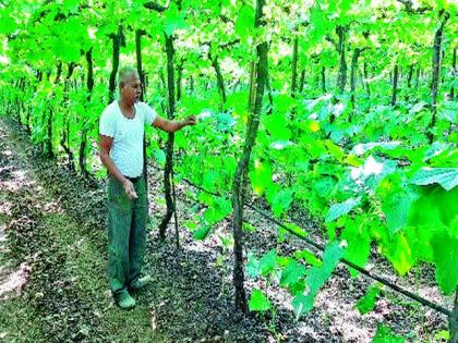 Cucumber production grown in the vineyard | द्राक्षबागेत घेतले काकडीचे उत्पादन