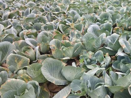 Cabbage crop on crop, spread of left-wing disease | कोबी पिकावर करप्पा, डावण्या रोगाचा प्रादुर्भाव