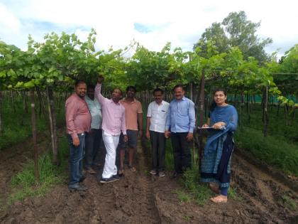 Damages of damaged crops started in Kokananga Sakore Shirsgaon area | कोकणंगाव साकोरे शिरसगाव परिसरात नुकसान झालेल्या पिकांचे पंचनामे सुरू Damages of damaged crops started in Kokananga Sakore Shirsgaon area | कोकणंगाव साकोरे शिरसगाव परिसरात नुकसान झालेल्या पिकांचे पंचनामे सुरू