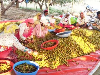 Export of Modnimb bores to the State; Every day there are 2 trucks in Gujarat, Andhra Pradesh | मोडनिंबच्या बोरांची परराज्यात निर्यात; दररोज २५ ट्रक जातात गुजरात, आंध्रप्रदेशात