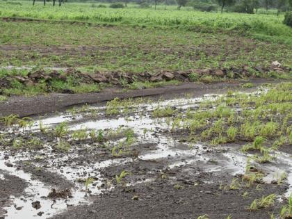 Tips to avoid crop insurance errors | पीक विम्याच्या त्रुटय़ा टाळण्याच्या सुचना Tips to avoid crop insurance errors | पीक विम्याच्या त्रुटय़ा टाळण्याच्या सुचना
