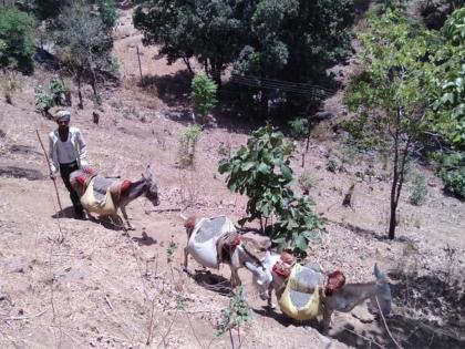 Use of donkeys as a seven-vessel ship | सातपुडय़ातील जहाज म्हणून गाढवांचा होतोय उपयोग