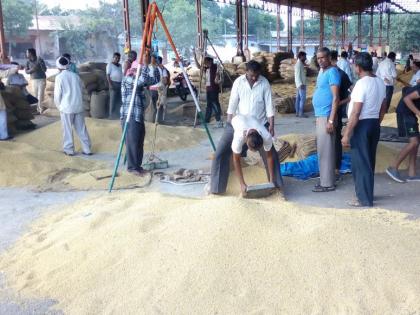 In the market, kharif tide gives five thousand quintals of salute | बाजारात खरीप ज्वारीने दिली पाच हजार क्विंटलची सलामी In the market, kharif tide gives five thousand quintals of salute | बाजारात खरीप ज्वारीने दिली पाच हजार क्विंटलची सलामी