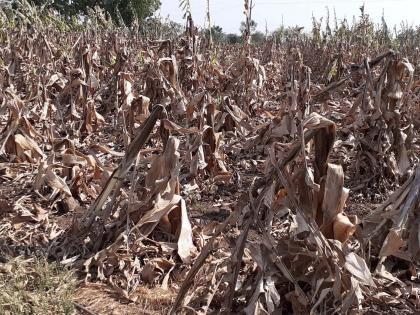 The cost of cultivation of crops was spoiled due to drought | दुष्काळझळांचा असाही मारा लागवडीचा खर्च वाया गेला सारा