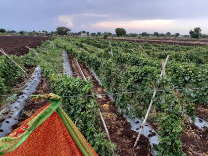 Damage to crops on 131.10 hectares in Malegaon taluka | मालेगाव तालुक्यात १३१.१० हेक्टरवरील शेतीपिकांचे नुकसान