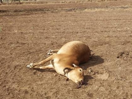 Four cows death due to lack of water | पाण्याअभावी चार गायींचा मृत्यू