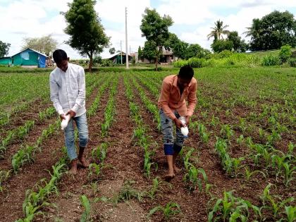 90% of maize area is infested with army worms | मका पिकाचे ९० टक्के क्षेत्र लष्करी अळीने बाधित