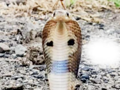 Lading of the clever party on the serpent's fang; The moment of smiling experience was captured on camera | नागाच्या फण्यावर चतूर पक्षाचे लॅडिंग; हसरा अनुभवाचा क्षण टिपला कॅमेऱ्यात