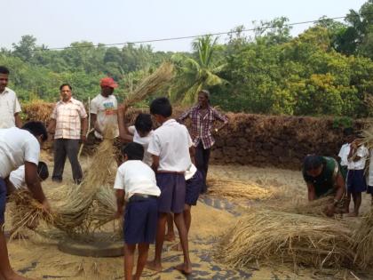 Ratnagiri: Students took the actual pesticide experience, one hour out of school activities | रत्नागिरी : विद्यार्थ्यांनी घेतला प्रत्यक्ष भातकापणीचा अनुभव, एक तास शाळेबाहेर उपक्रम