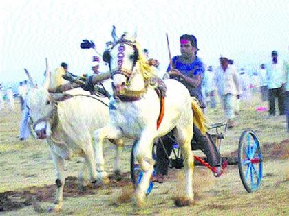 A case has been registered against 29 people who have finished the race | तांगा शर्यत भरविणाऱ्या २९ जणांविरु द्ध गुन्हा दाखल