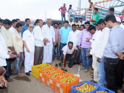 Launch of Tomato Market | टमाटा मार्केटचा शुभारंभ