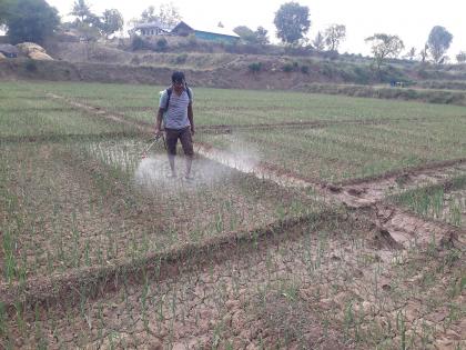 Outbreak of diseases on onion due to cloudy weather in crisis of Rabi season: Baliraja's financial planning Kolmadnar | ढगाळ हवामानामुळे कांद्यावर रोगांचा प्रादुर्भाव रब्बी हंगाम संकटात : बळीराजाचे आर्थिक नियोजन कोलमडनार